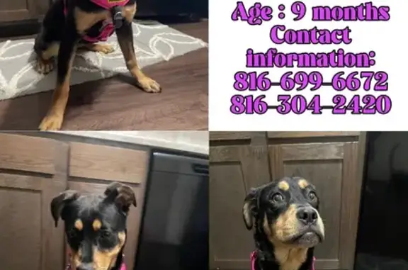 Lost Shy Rottweiler on Grand Summit Trail