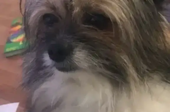 Lost Tri-Color Pomeranian/Shih Tzu