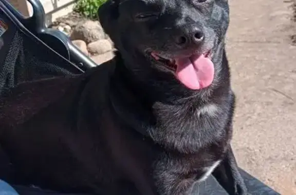 Lost Black Chihuahua Terrier - Southlake
