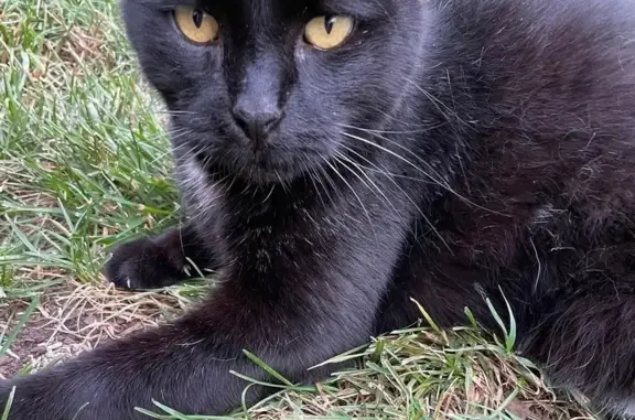 Lost Friendly Black Cat in Isabella Plains