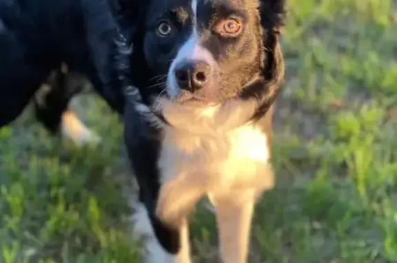 Found Dog: Black & White Pup in Allentown