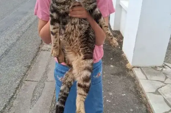 Chatte trouvée à Gâvres, Rue des Filets Bleus - photo