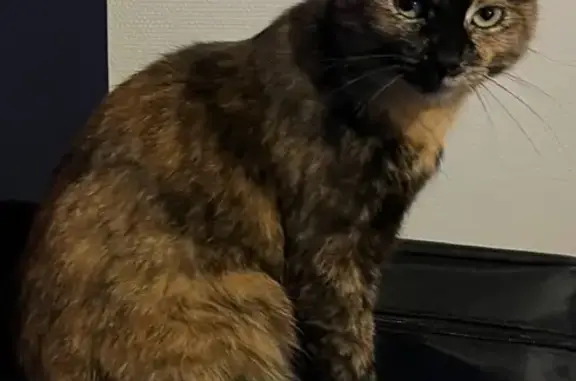 Chat perdu, Dijon, photo: Chatte écaille perdue à Dijon