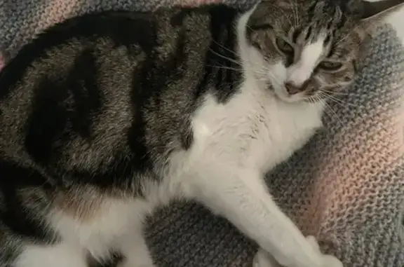 Missing: Clover the Curious Indoor Cat