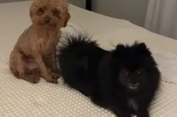 Lost Apricot Mini Poodle: Help Find!