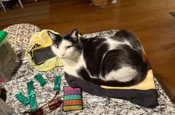 Lost Tuxedo Cat on Lake Drive SE