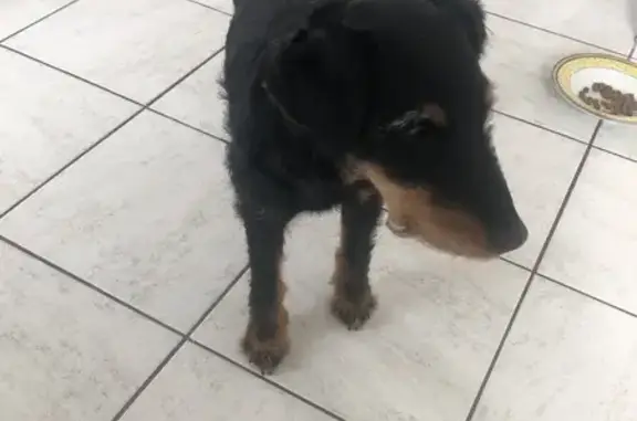 Chien noir errant trouvé à Mayenne - photo
