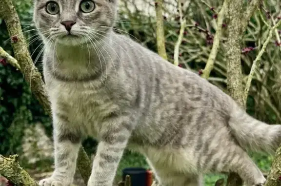 Chatte stérilisée Waou perdue à Nuaillé-d'Aunis - photo