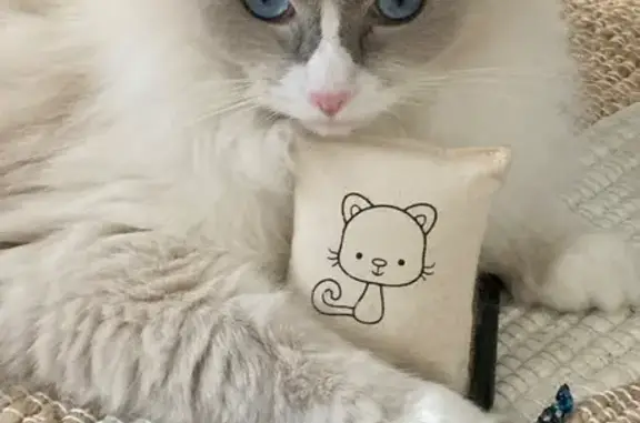 Animaux perdus Décines-Charpieu, photo: Chatte ragdoll blanche/grise perdue à Décines
