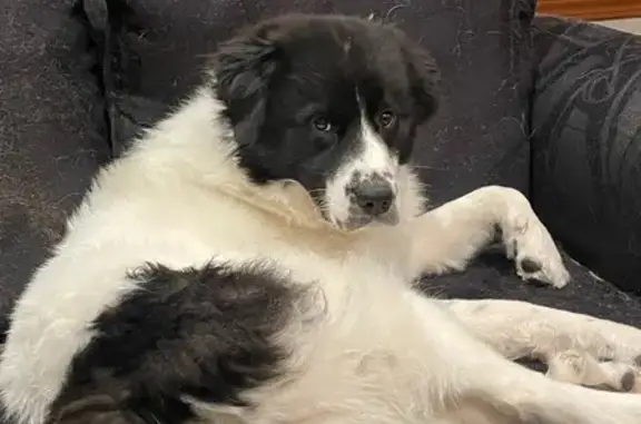 Lost Skittish Dog: Answers to 'Chicken'