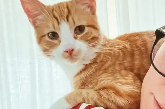 Missing: Friendly Orange Tabby in Bluffdale