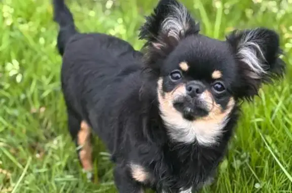 Chien noir et feu perdu à Châteauroux - photo