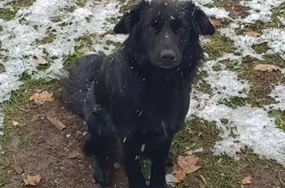 Animaux perdus Châtillon, photo: Perdue : Laïka, chienne noire 1 an, Châtillon