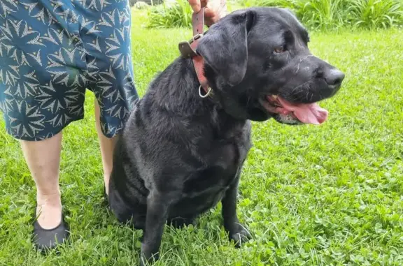Chien trouvé Charavines, photo: Chienne labrador trouvée à Charavines