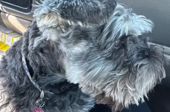 Lost Schnauzer: Schatzie in Hewitt Area