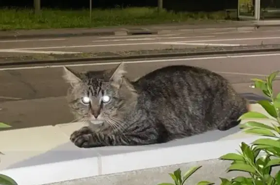 Animaux trouvés Chalon-sur-Saône, photo: Chat mâle tigré trouvé à Chalon-sur-Saône