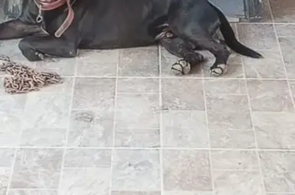 cachorro encontrada
