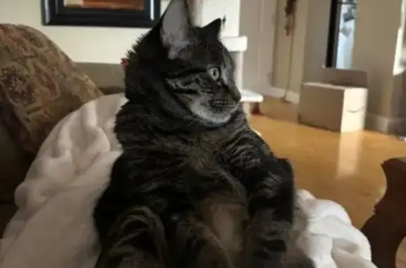 Lost: Green-Eyed Tabby, Astley Ave