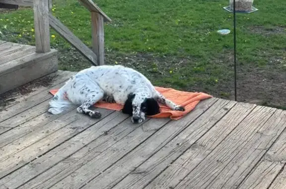 Lost Dog: White with Black Spots, Race St