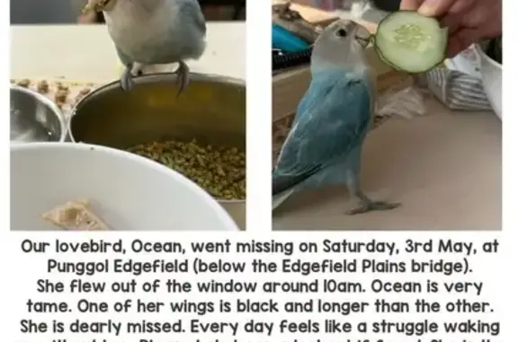 Help Find Ocean: Friendly Lost Bird