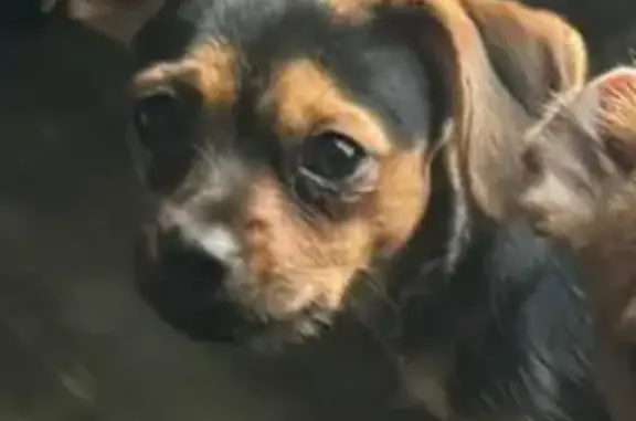 Lost Dog: Black with Unique Face Patch