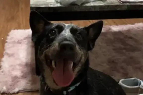 Lost Blue Heeler with Pink Collar in AR