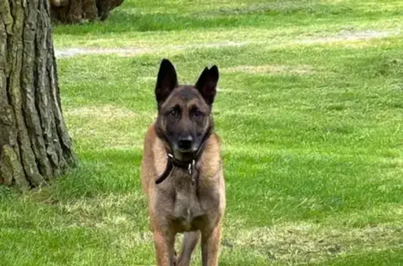 Chien trouvé Arzens, photo: Malinois mâle sociable trouvé à Arzens