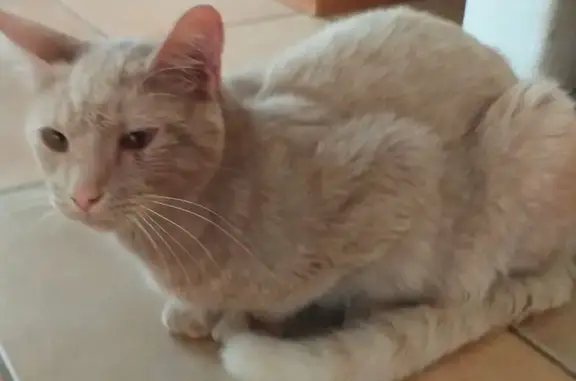 Chat perdu à Bénodet près du camping - photo