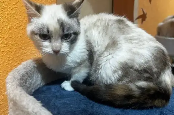 Gata Blanca Perdida en Cabrerizos: ¡Cuidado!