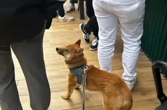 Shiba Inu fauve perdue avec harnais bleu - photo