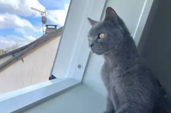 Animaux perdus Évreux, photo: Chatte grise Melza perdue à Évreux