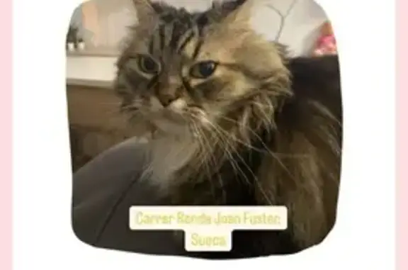 Gato Mayor Perdido en Sueca: Bosque Noruego