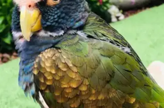 Ave Perdida: Cabeza Verde y Bl...