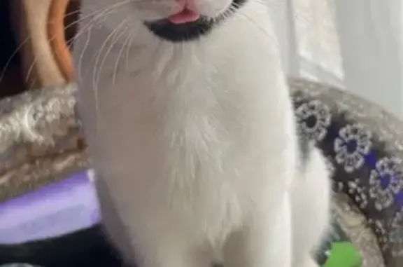 Animaux perdus Ifs, photo: Chat perdu - Rue Albert Camus, Ifs