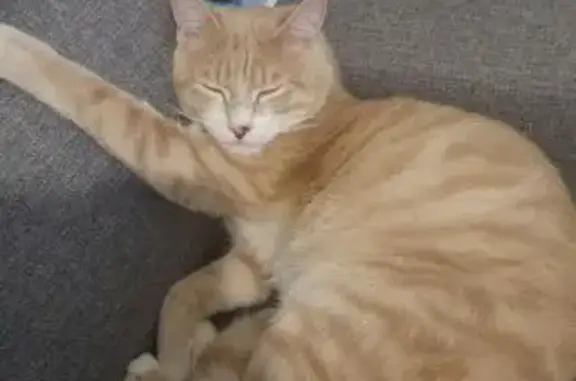 Animaux perdus Jargeau, photo: Chat beige/blanc perdu à Jargeau