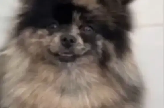 Perro Merle Perdido en Sanlúcar de Barrameda
