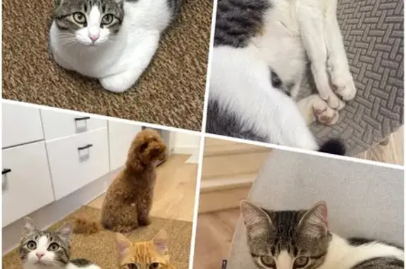 Gato Perdido en Ullastrell: Muy Amigable