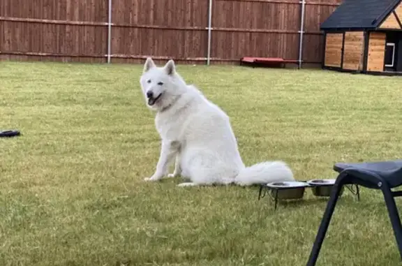 Lost White Husky: Halls Lake Loop, FW