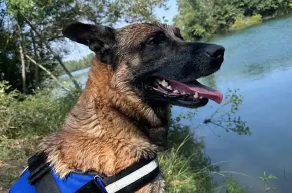 Deux malinois perdus à Saint-Magne-de-Castillon - photo