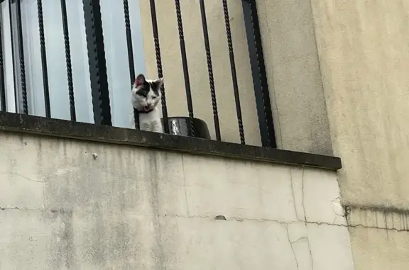 Petit chat trouvé à Savigny-sur-Orge - photo