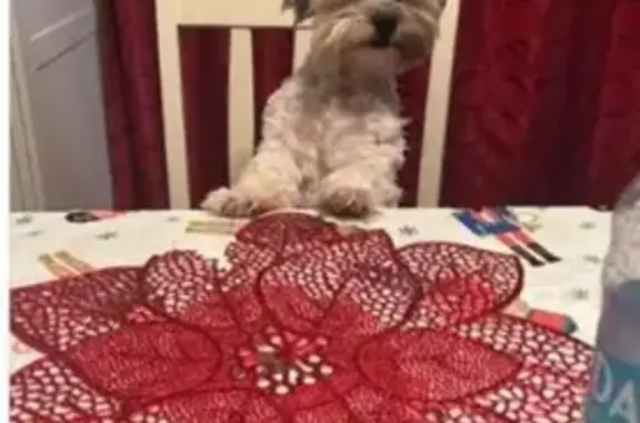 Lost Therapy Dog: White & Carmel, 10 lbs