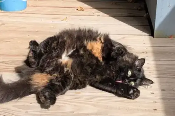 Lost Cat: Black & Orange Beauty on Beal