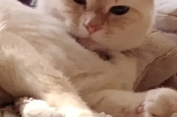 Lost Cat Tina: Blue Eyes & Purple Collar