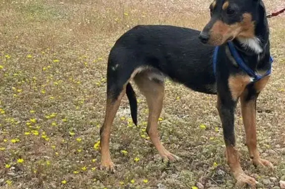 Perro Perdido: Mestizo Pincher Negro en Córdoba