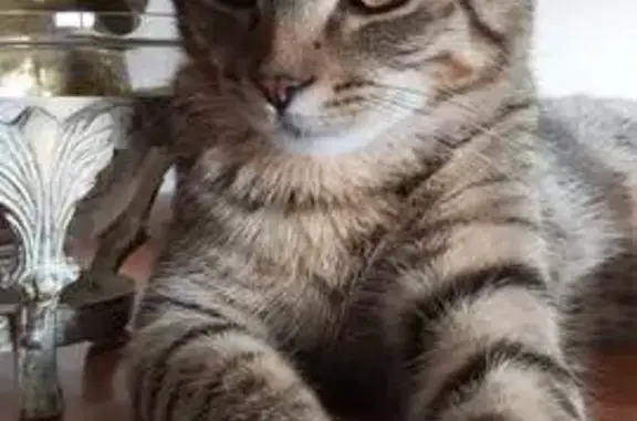 Animaux perdus Limoges, photo: Chat mâle tigré 10 mois perdu à Limoges