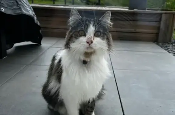 Chat trouvé , photo: Chat tigré trouvé à Fontoy, collier rose