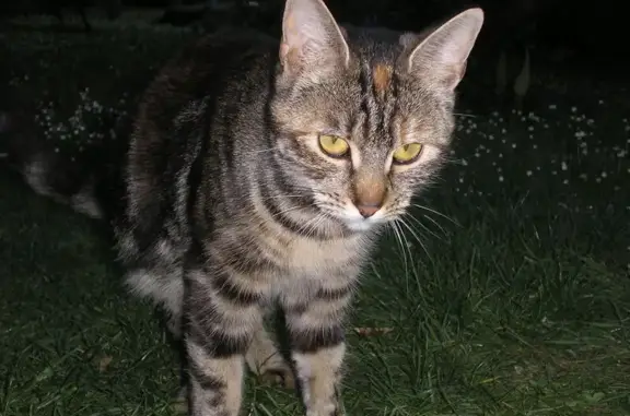 Chatte tigrée gestante trouvée à St-Quentin - photo
