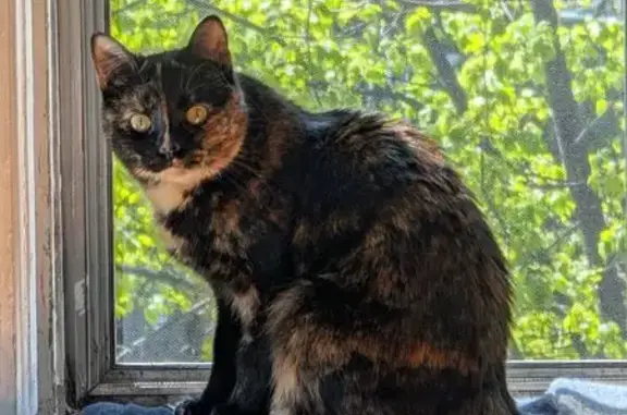 Lost Cat Molly: Unique Orange Face Mark