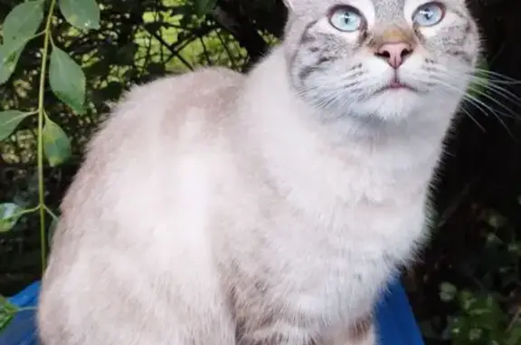 Animaux perdus Limoges, photo: Chat Siamois Perdu, Limoges, Rue Gallieni