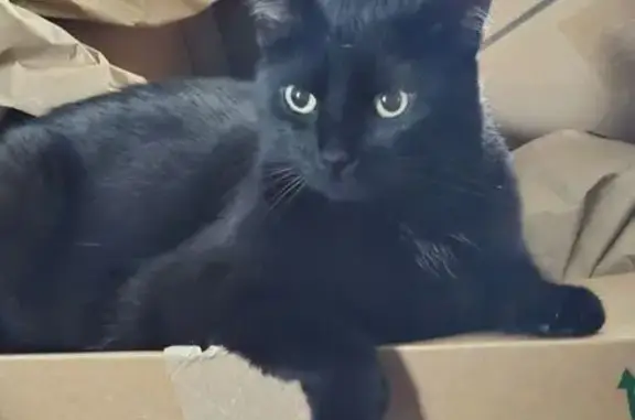 Lost Black Cat: 10 lbs, Anoka Area